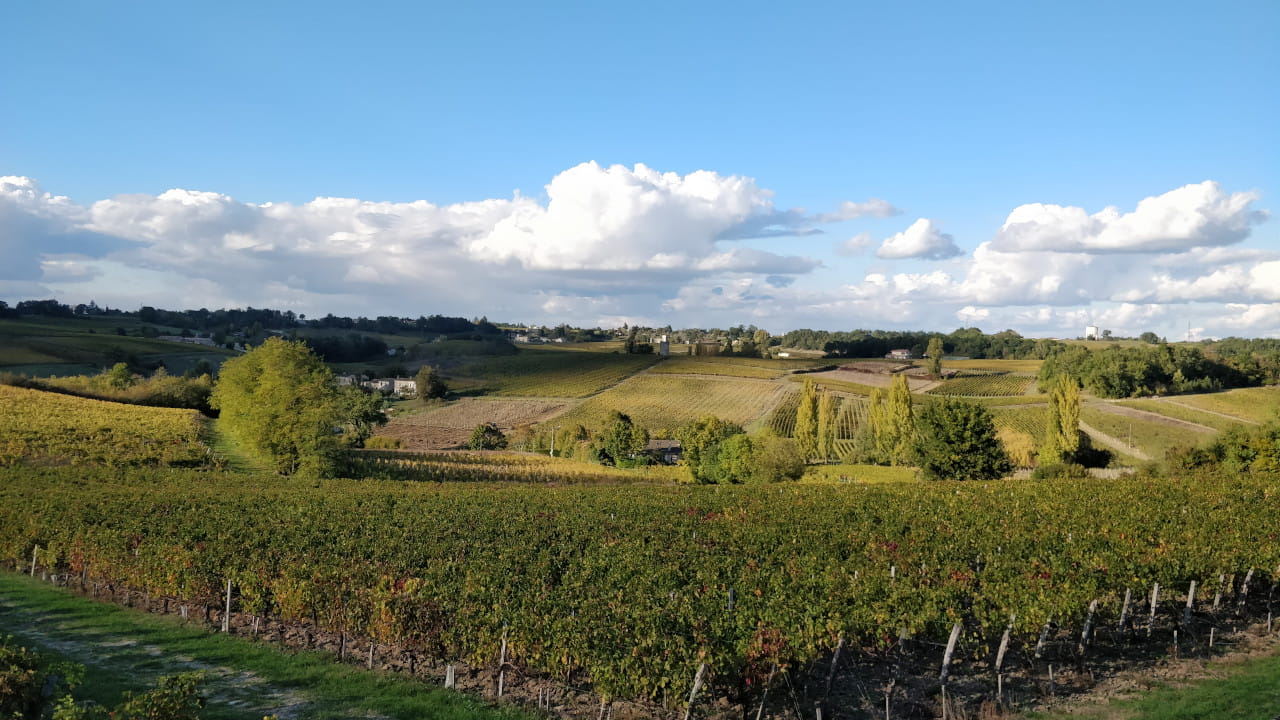 Les vignes du Médoc