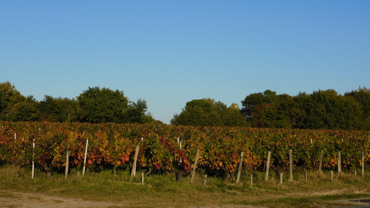 Vignes du Taillan